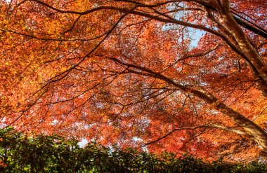 Sonbahar parkında sarı ağaçlar Nara, Japonya