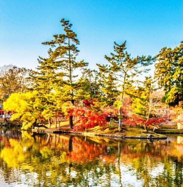 Sonbahar parkında sarı ağaçlar Nara, Japonya