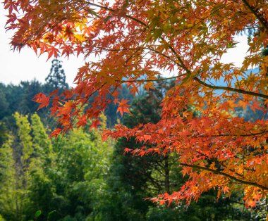 Sonbahar parkında sarı ağaçlar Nara, Japonya