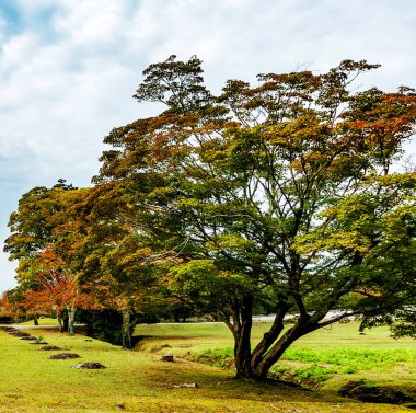 Sonbahar parkında sarı ağaçlar Nara, Japonya