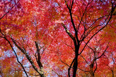 Sonbahar parkında sarı ağaçlar Nara, Japonya