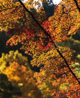 Sonbahar parkında sarı ağaçlar Nara, Japonya