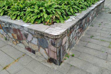 Kaldırımdaki çimento çiçek tarhında yeşil bitkiler