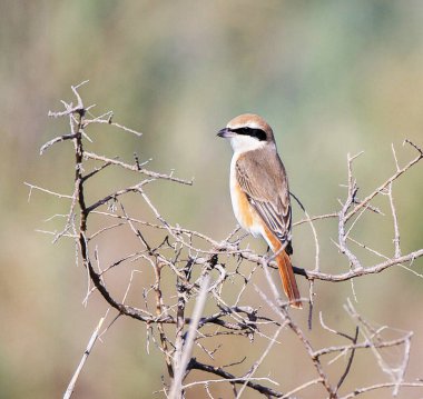 Doğal ortamdaki kuşun yakın görüntüsü