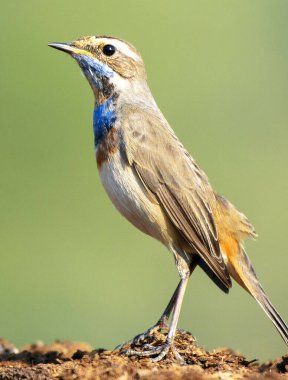 Doğal ortamdaki güzel kuşun portresi, vahşi yaşam fotoğrafçılığı.