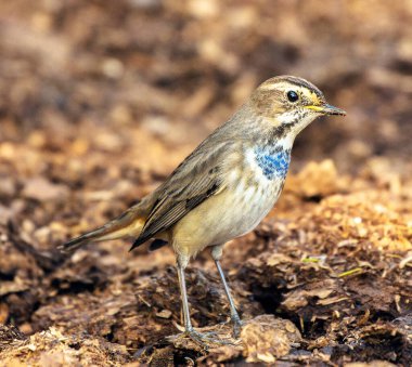 Doğal ortamdaki kuşun yakın görüntüsü