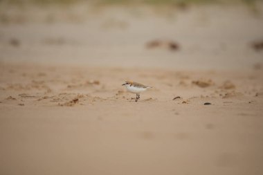 Red-capped plover on the foreshore