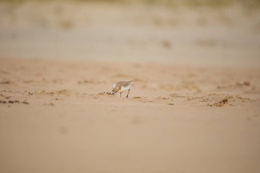 Red-capped plover on the foreshore