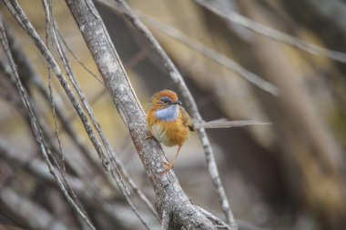 Southern Emu-wren (Stipiturus malachurus) in Ulladulla, NSW, Australia