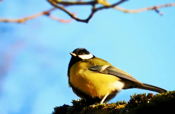 Bliska Widok Ptaka Środowisku Naturalnym — Zdjęcie stockowe