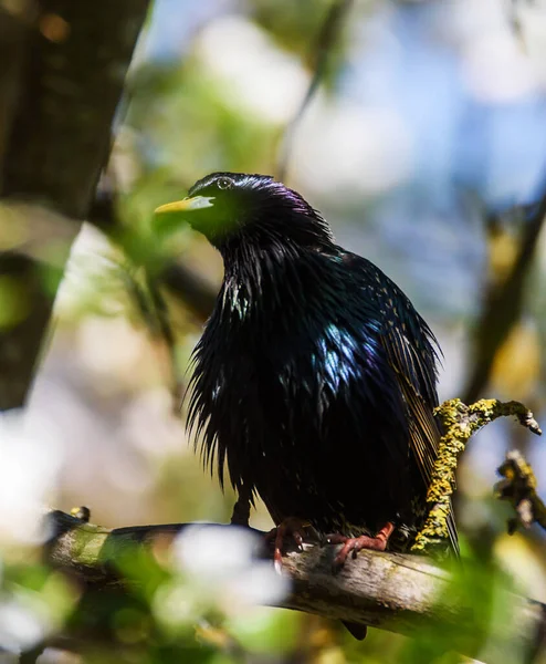 Piękny Ptak Środowisku Naturalnym — Zdjęcie stockowe
