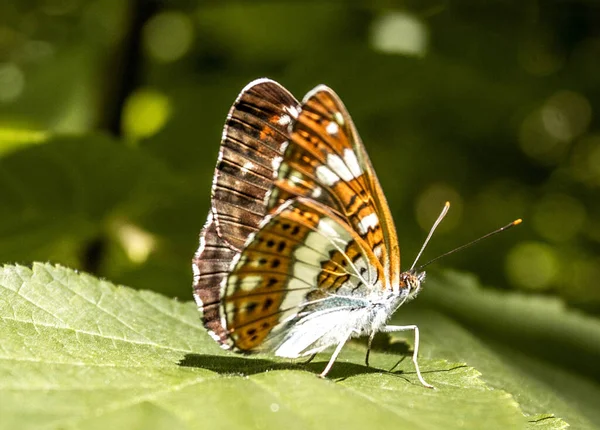Piękny Motyl Liściu — Zdjęcie stockowe