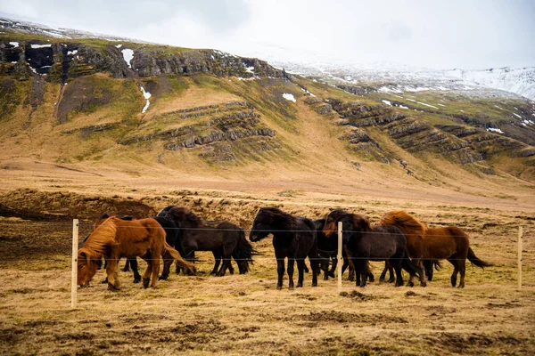 Κοπάδι Από Μαύρα Και Καφέ Ισλανδικά Άλογα Κολλούν Μαζί Χειμερινές — Φωτογραφία Αρχείου