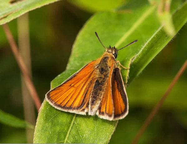 Красива Метелик Листі — стокове фото
