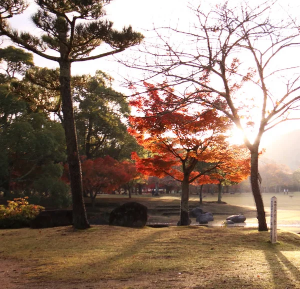 Keltaiset Puut Syyspuistossa Nara Japani — kuvapankkivalokuva