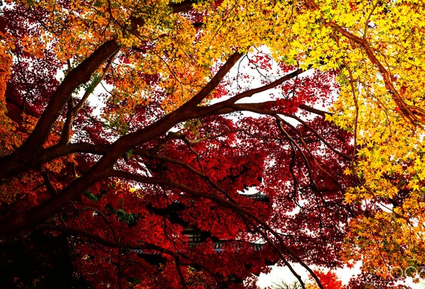 Žluté Stromy Podzimním Parku Nara Japonsko — Stock fotografie