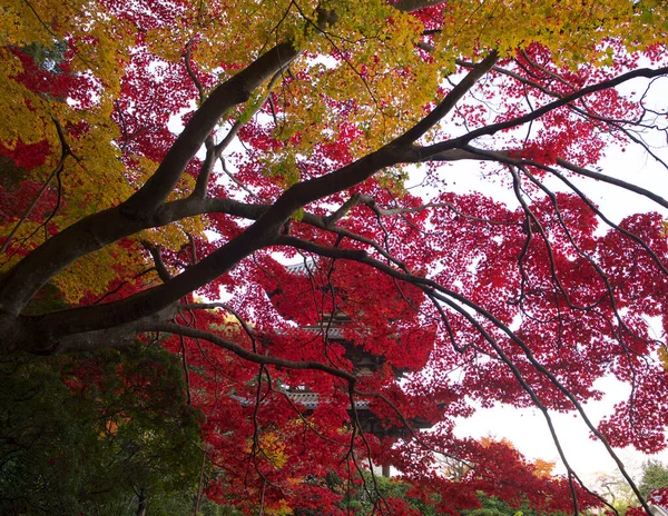 Gula Träd Höstparken Nara Japan — Stockfoto