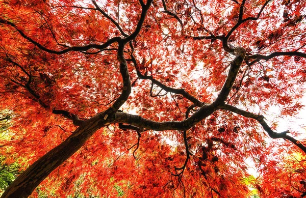 Gula Träd Höstparken Nara Japan — Stockfoto