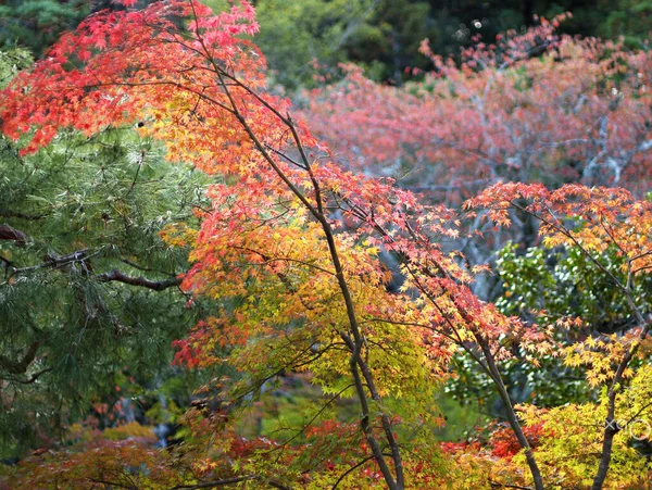 Gelbe Bäume Herbst Park Nara Japan — Stockfoto
