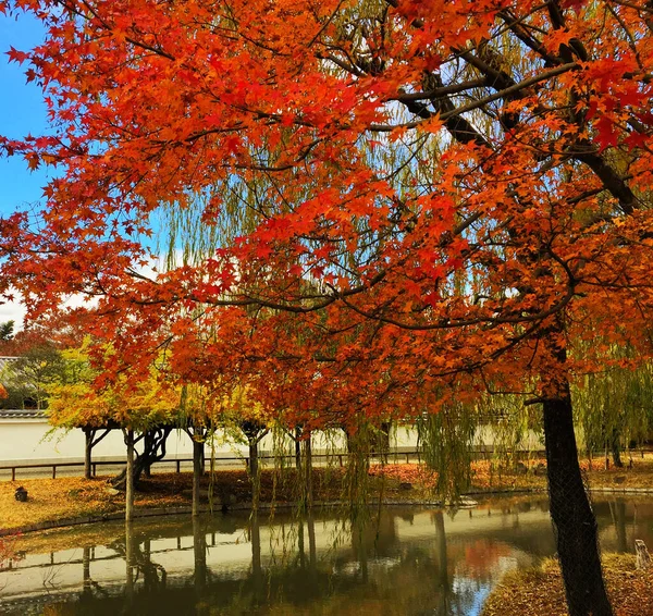 Κίτρινα Δέντρα Στο Πάρκο Nara Ιαπωνία — Φωτογραφία Αρχείου