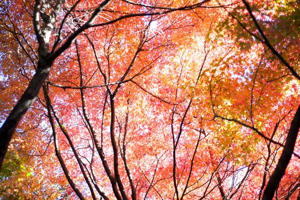 Gele Bomen Het Herfstpark Nara Japan — Stockfoto