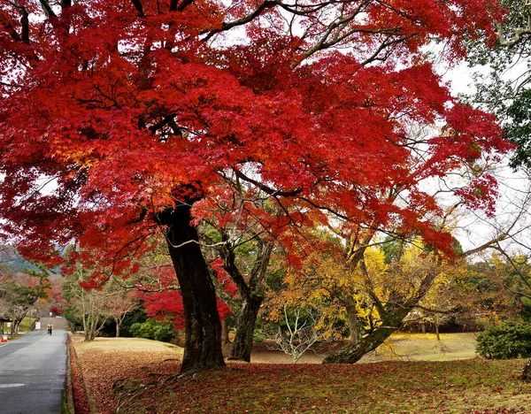 Arbres Jaunes Dans Parc Automne Nara Japon — Photo