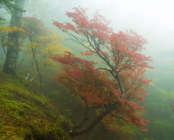 Sárga Fák Őszi Parkban Nara Japán — Stock Fotó