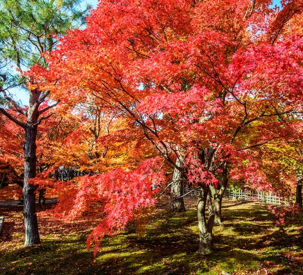 Sonbahar Parkında Sarı Ağaçlar Nara Japonya — Stok fotoğraf