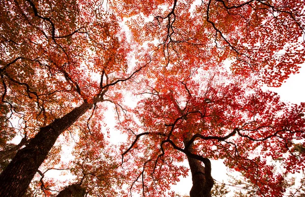 Árvores Amarelas Parque Outono Nara Japão — Fotografia de Stock