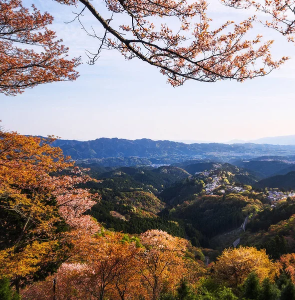 Sonbahar Parkında Sarı Ağaçlar Nara Japonya — Stok fotoğraf