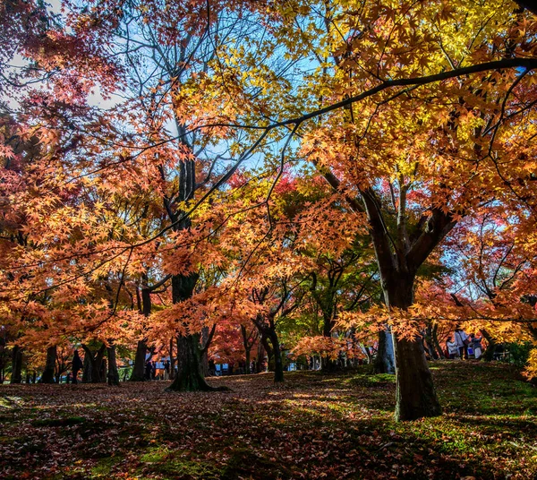 Gelbe Bäume Herbst Park Nara Japan — Stockfoto