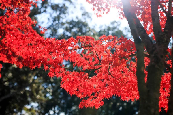 Gelbe Bäume Herbst Park Nara Japan — Stockfoto