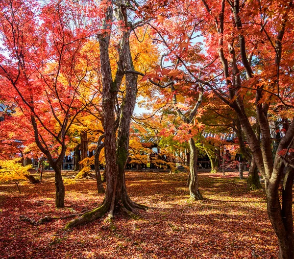 秋の公園の黄色の木 奈良市 — ストック写真