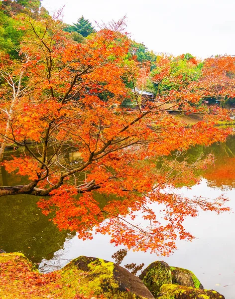 Arbres Jaunes Dans Parc Automne Nara Japon — Photo
