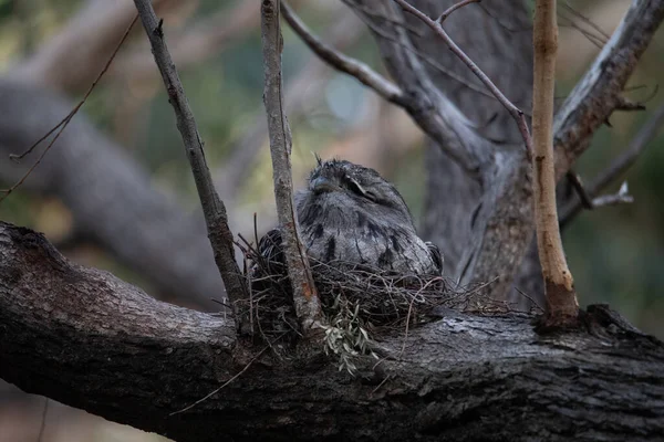 Tawny Frogmouth resting on tree branch