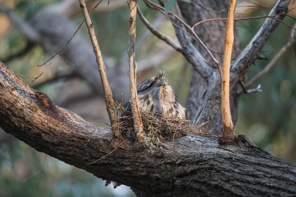 Tawny Frogmouth resting on tree branch