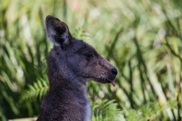 Doğu Gri Kanguru Nun Annesinin Kesesinde Yakın Plan Fotoğrafı — Stok fotoğraf