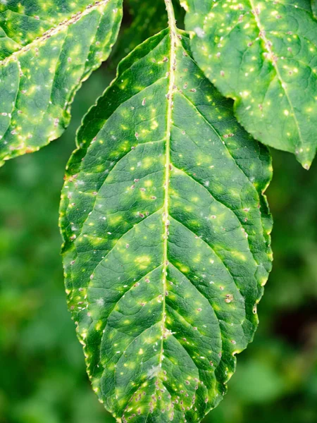 Afito Branco Doenças Mosca Verde Folhas — Fotografia de Stock
