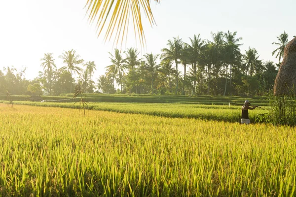 Rice Field Bali — Stock Photo, Image