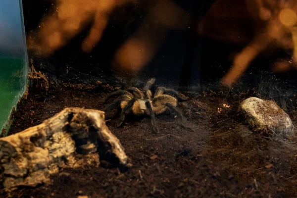 Iso Ruskea Hämähäkki Terraariossa Lähikuva — kuvapankkivalokuva