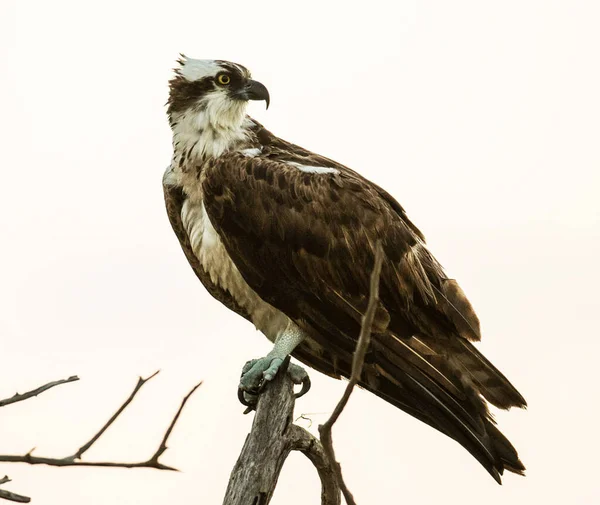 Вид Птицы Естественной Среде Обитания — стоковое фото