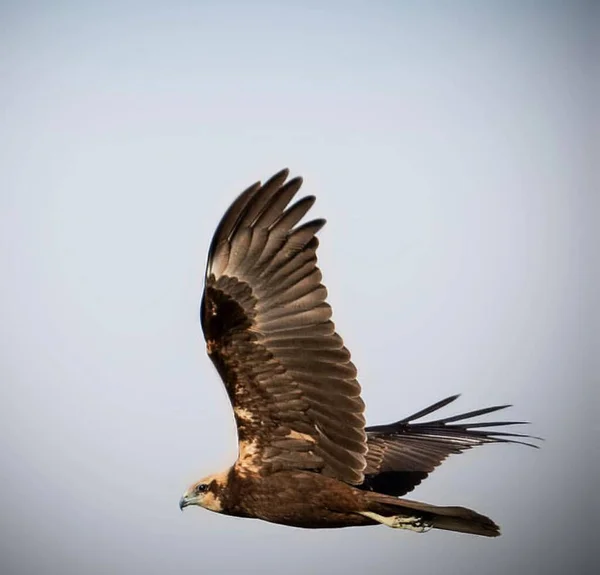 Doğal Ortamdaki Güzel Kuşun Portresi Vahşi Yaşam Fotoğrafçılığı — Stok fotoğraf