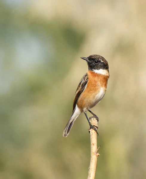 Portret Pięknego Ptaka Naturalnym Środowisku Fotografia Przyrodnicza — Zdjęcie stockowe