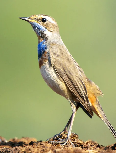 Portret Pięknego Ptaka Naturalnym Środowisku Fotografia Przyrodnicza — Zdjęcie stockowe