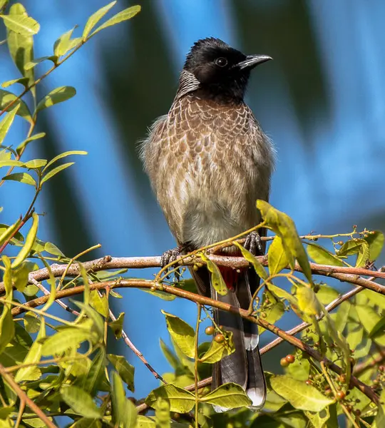 Doğal Ortamdaki Güzel Kuşun Portresi Vahşi Yaşam Fotoğrafçılığı — Stok fotoğraf