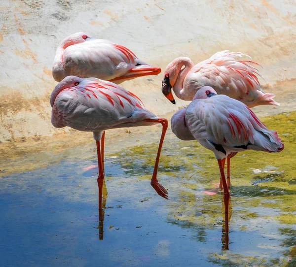 Flamingos Cor Rosa Água — Fotografia de Stock