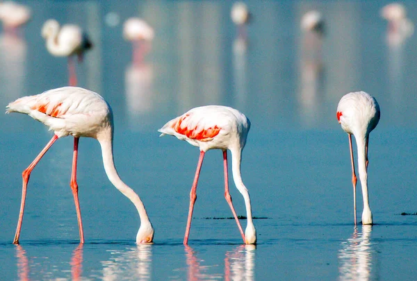 Flamingos Cor Rosa Água — Fotografia de Stock