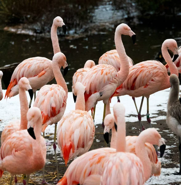 Rosafarbene Flamingos Wasser — Stockfoto