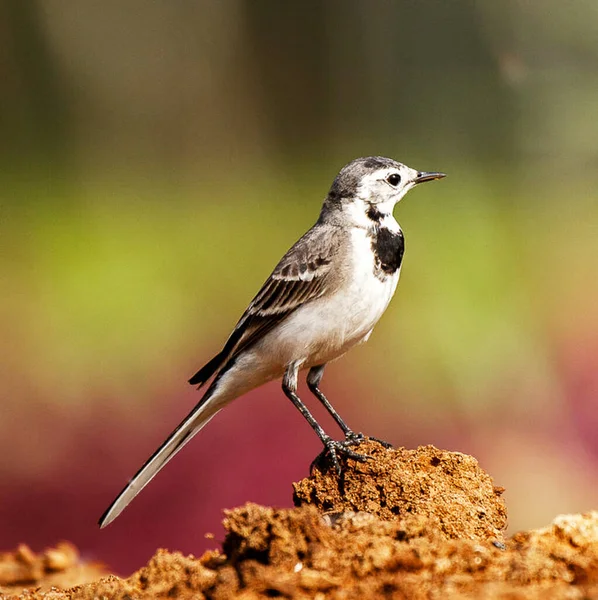 鸟群在自然栖息地的近景 — 图库照片