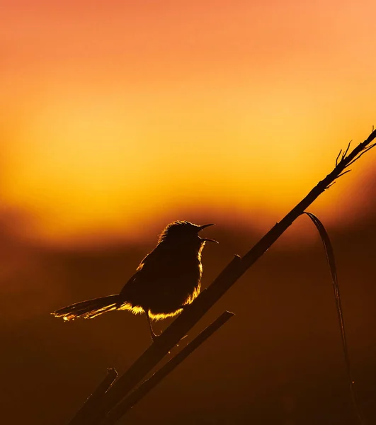 Porträt Eines Schönen Vogels Natürlichen Lebensraum Tierfotografie — Stockfoto